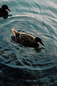 Duck swimming in a lake