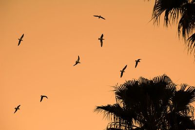 Low angle view of silhouette birds flying against clear sky