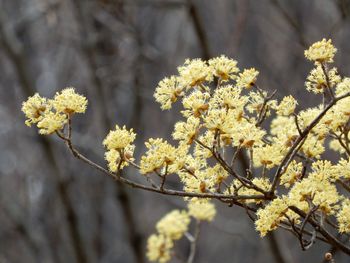 Close-up of yellow flowering plant