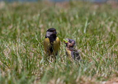 Close-up of bird on field