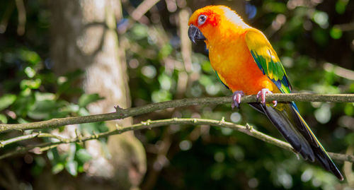 Close-up of parrot perching on branch