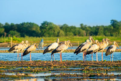 Flock of birds on beach