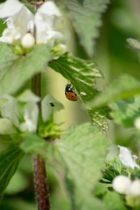 Close-up of a ladybug on leaf