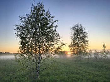 Trees on field against sky during sunset