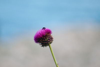 Close-up of pink thistle flower