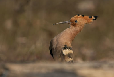 Close-up of a bird looking away