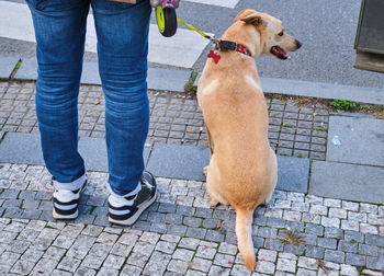 Low section of man with dogs on footpath