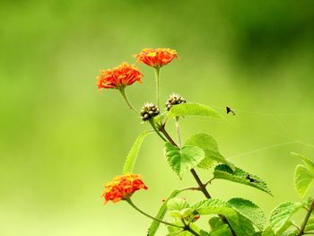 Close-up of insect on red flower