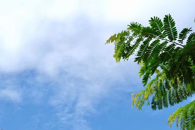 Low angle view of tree against sky