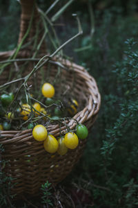 Close-up of fruits in basket on field