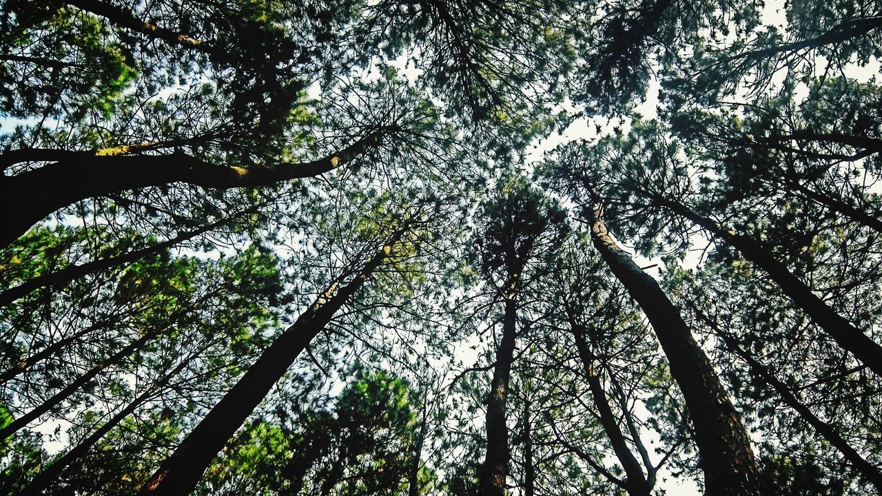 Hutan pinus mangunan