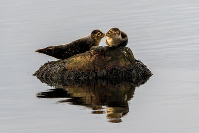 Harbour seals phoca vitulina resting on a rock on the swedish west coast.