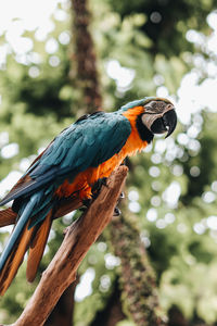 Orange blue cockatoo exotic parrot in the bird park. wildlife scene in tropic forest.