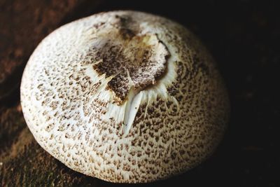 Close-up of mushroom growing on plant