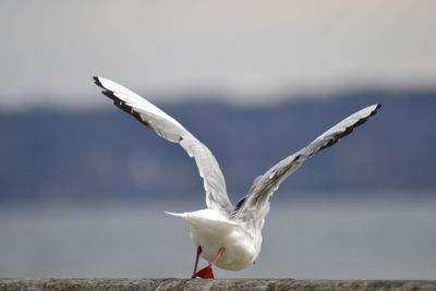 Close-up of seagull flying against sky