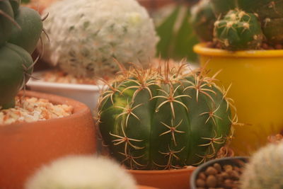 Close-up of succulent plant