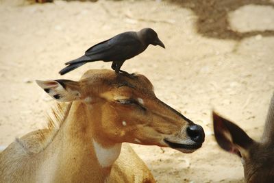 Close-up of two birds on land