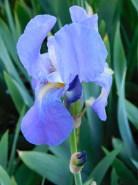 Close-up of purple flowering plant