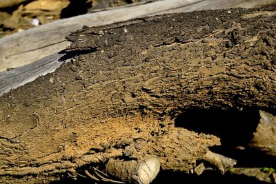 Close-up of tree trunk