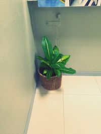 High angle view of potted plant in basket