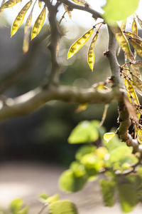 Close-up of flowering plant