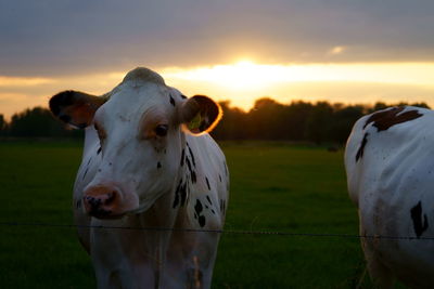 Cow in a field