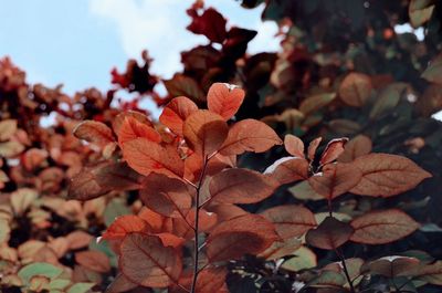 Close-up of autumnal leaves on plant