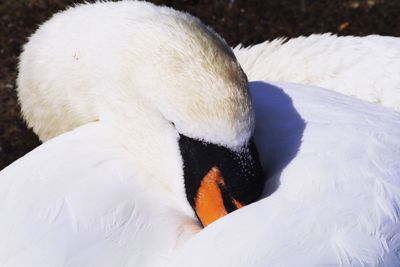 Close-up of swan