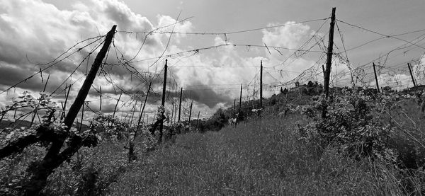 Plants growing on land against sky