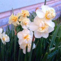 Close-up of white flowers