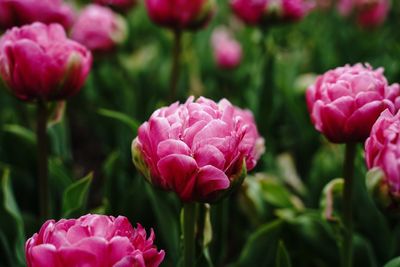 Dark pink peony tulips blooming