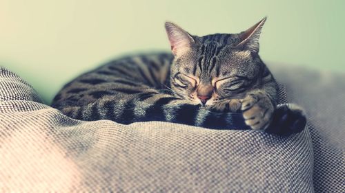 Close-up of a cat sleeping on bed