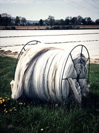 Horse cart on field against sky during winter