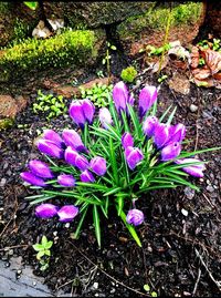 High angle view of purple flowers