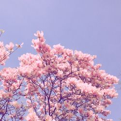 Low angle view of cherry blossom tree