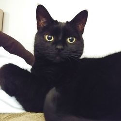 Close-up portrait of black cat at home