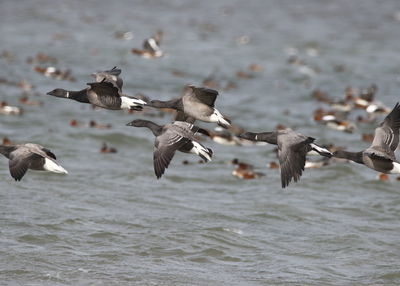 Seagulls flying over sea