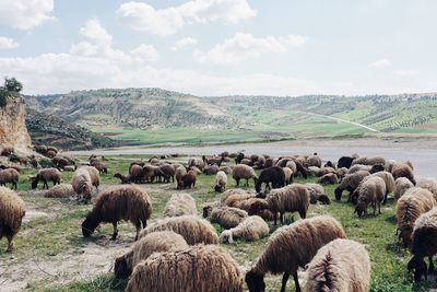 Flock of sheep on landscape against sky