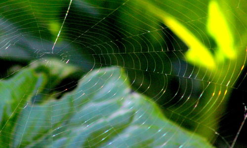 Close-up of spider web