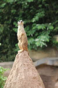 Meerkat sitting on rock