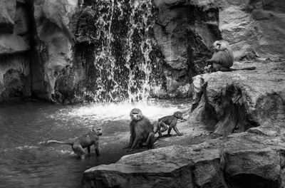 Monkeys in a zoo