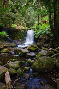 Scenic view of waterfall in forest