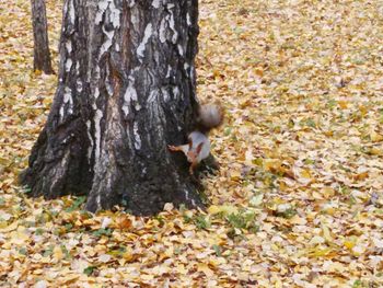 Trees in autumn