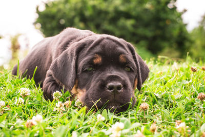 Close-up portrait of dog