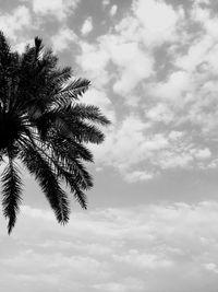 Low angle view of tree against sky