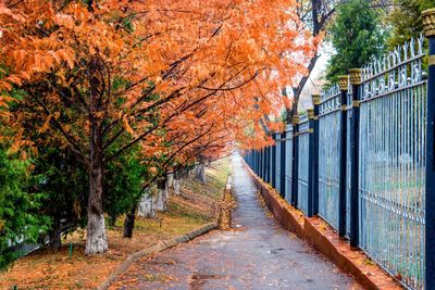 Street amidst trees in forest during autumn