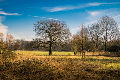 Bare trees on field against sky