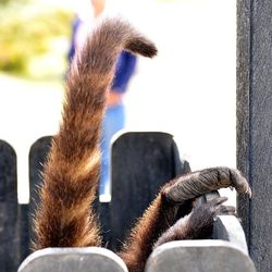 Close-up of horse on mobile phone