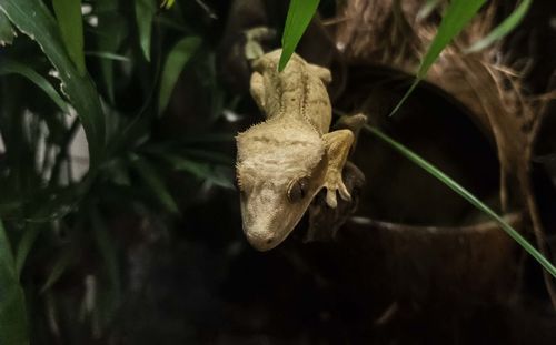 Close-up of animal skull