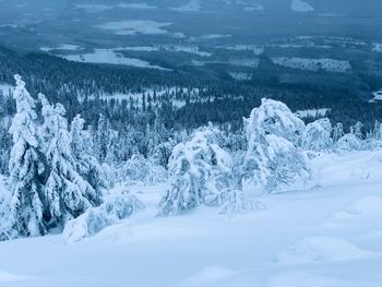 High angle view of snow covered trees on mountain